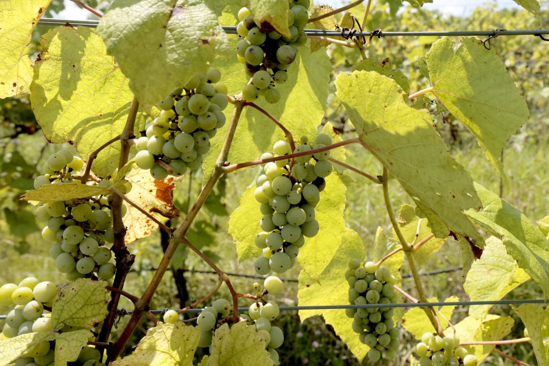 Chaumette Winery in Ste. Genevieve to be sold to Catholic youth ministry